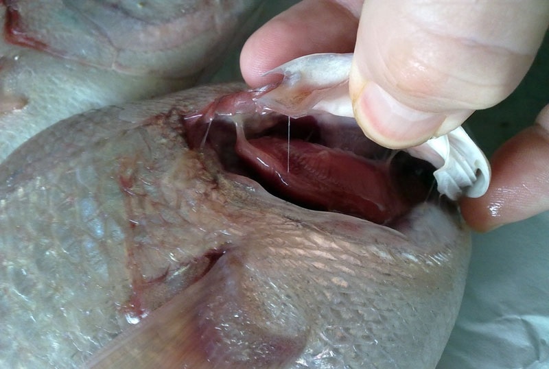  cá biển ướp hóa chất