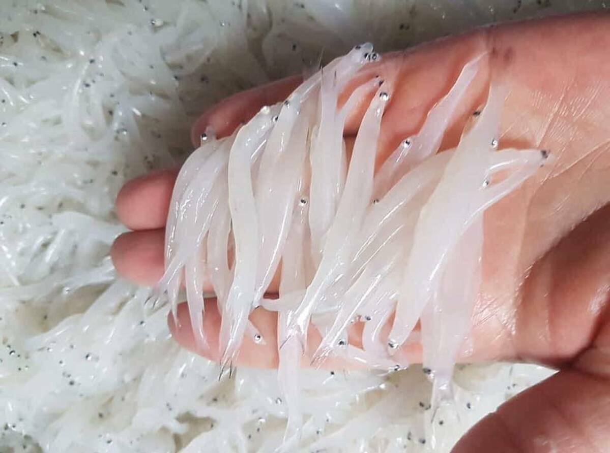 tác dụng của cá ngần