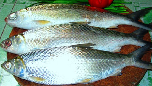 tác dụng của cá măng