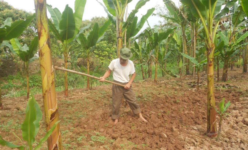 cách trồng chuối ngự