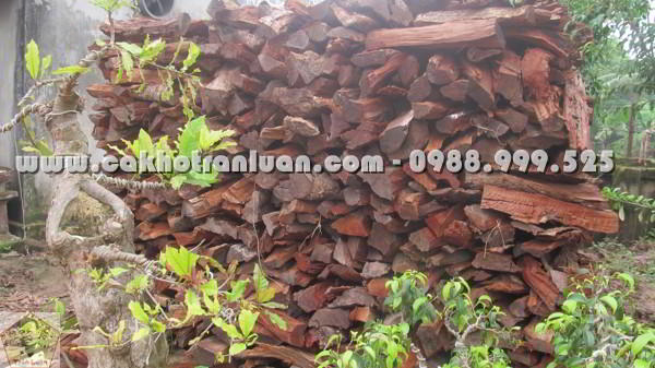 Củi nhãn kho cá làng vũ đại