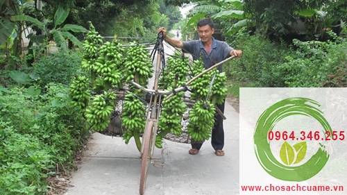 bán chuối ngự tiến vua làng vũ đại