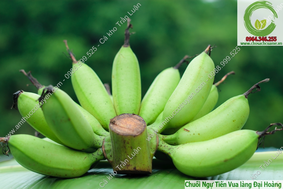 chuối ngự tiến vua đại hoàng