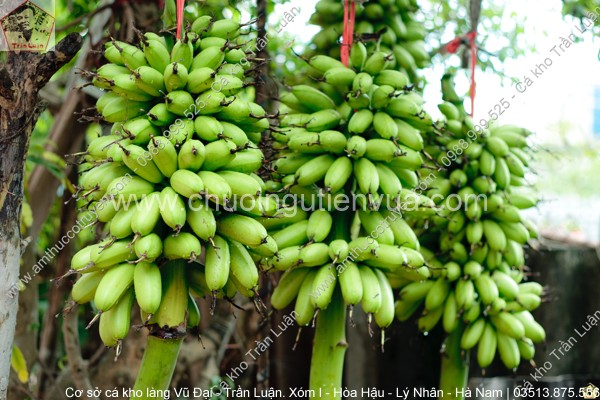 chuối ngự việt nam