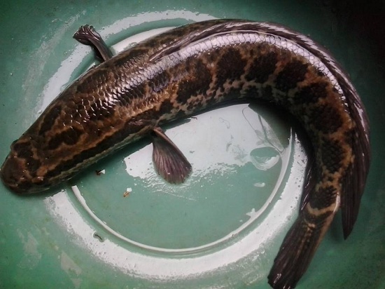 Hướng dẫn cách làm Niêu cá quả kho 