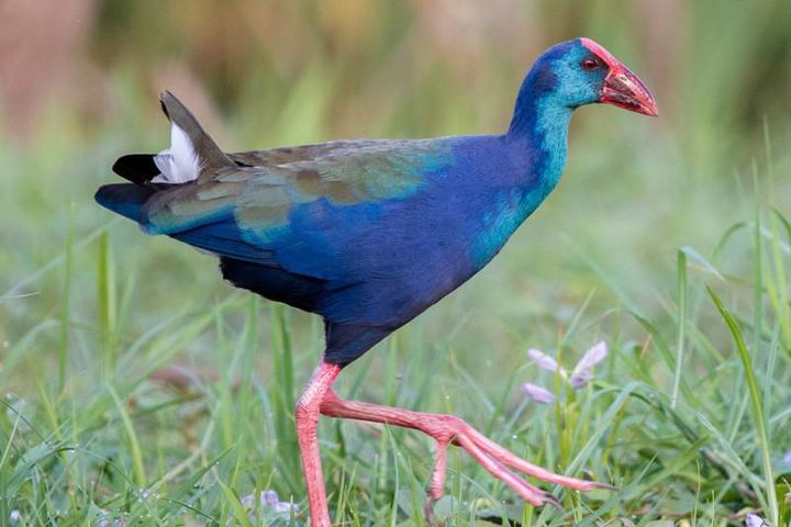 Cung cấp chim xít thịt 580k/ con