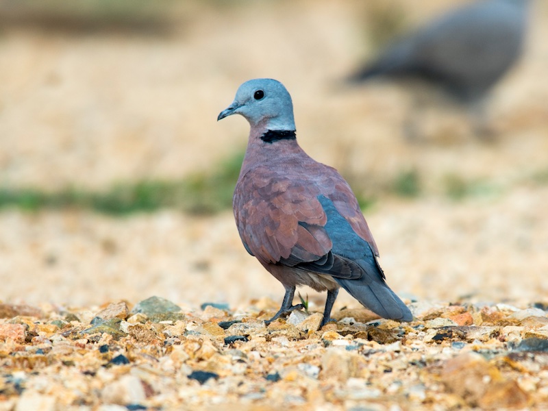 Món ngon từ chim cu ngói