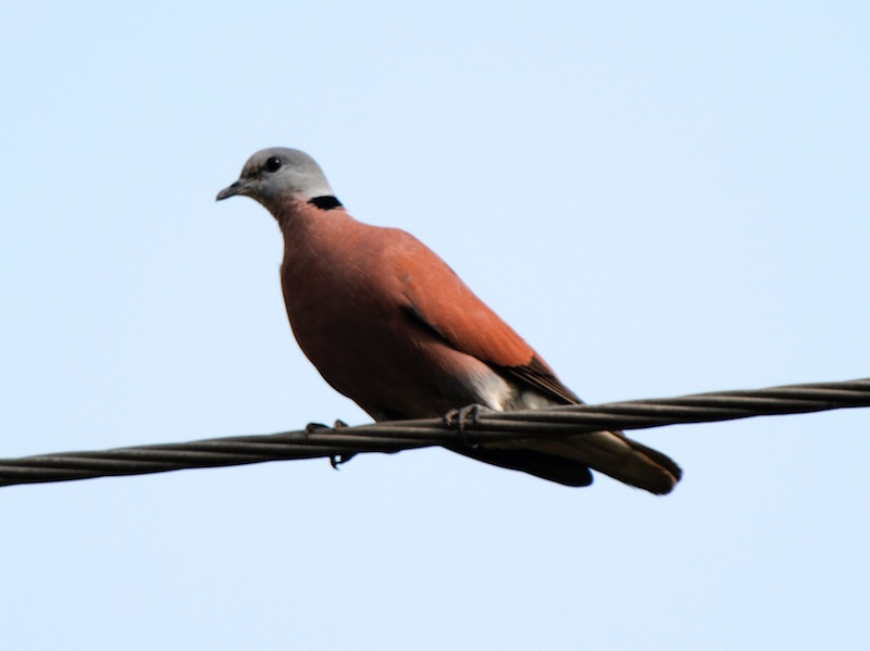 Giá chim cu ngói có đắt không?