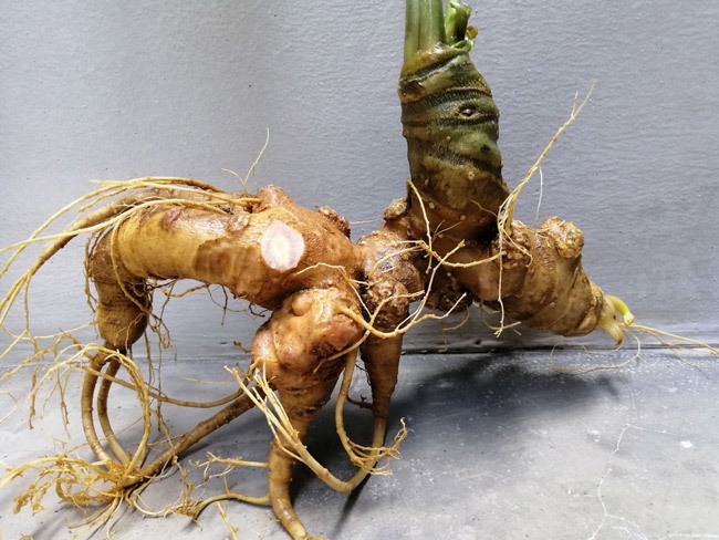 Sâm Ngọc Linh chuẩn xịn - món quà biếu Tết thượng hạng