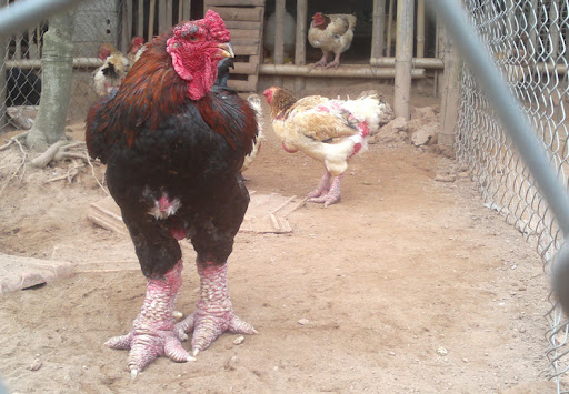 Địa chỉ mua Gà Đông Tảo chân khủng biếu Tết 2022