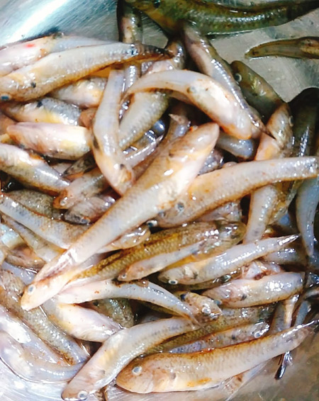 Sơ chế cá bống