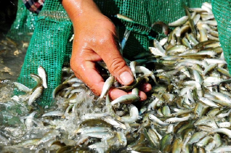 Đặc điểm hình dáng của cá linh