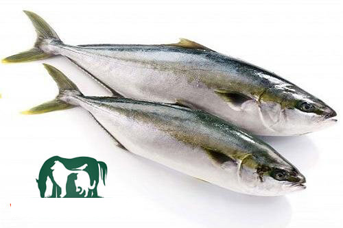 Cá cam có kích thước cơ thể tương đối lớn, một chú cá cam trưởng thành có thể nặng đến 1.5kg.