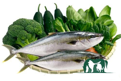 Tác dụng khi ăn cá cam