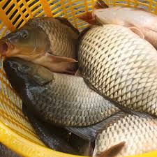 Cách chế biến cá chép giòn đúng cách