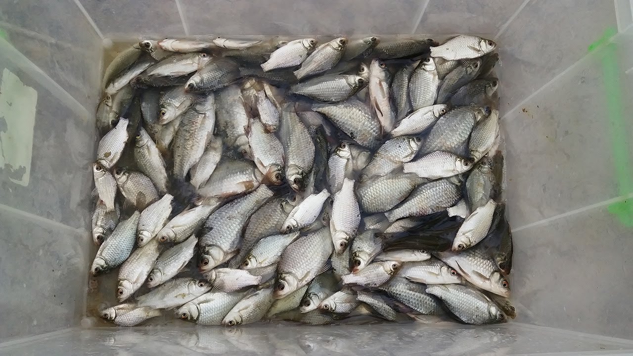 Cá riếc kho làng vũ đại