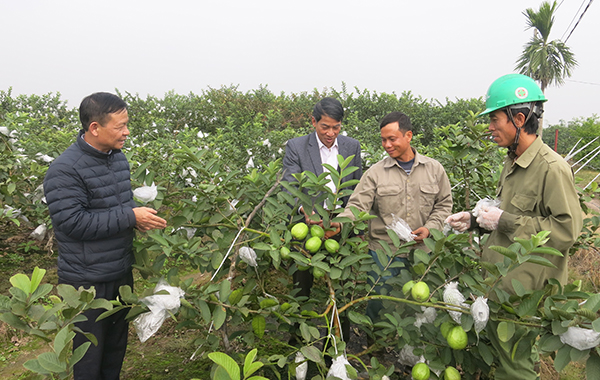 giá trị dịnh dưỡng của Ổi Thanh Hà