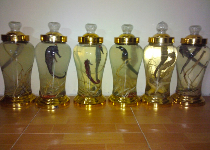 cá ngựa ngâm rượu