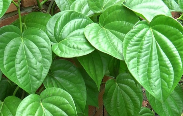 Cách ngâm lá trầu không chữa viêm phụ khoa