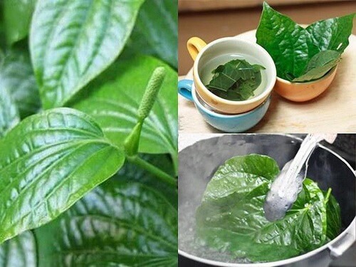 nước lá trầu không