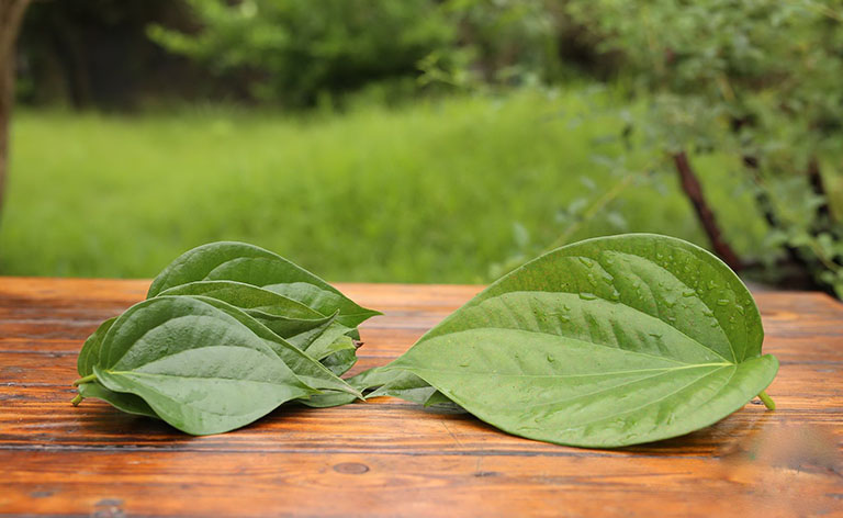 ngâm lá trầu không chữa viêm phụ khoa