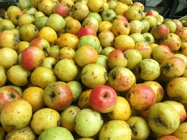 dấm táo mèo mua ở đâu