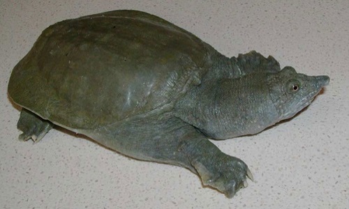 Baba da trơn hỗ trợ thịt 450k/kg