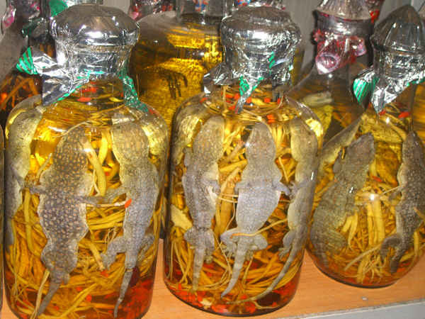 Cách ngâm rượu tắc kè chuẩn nhất