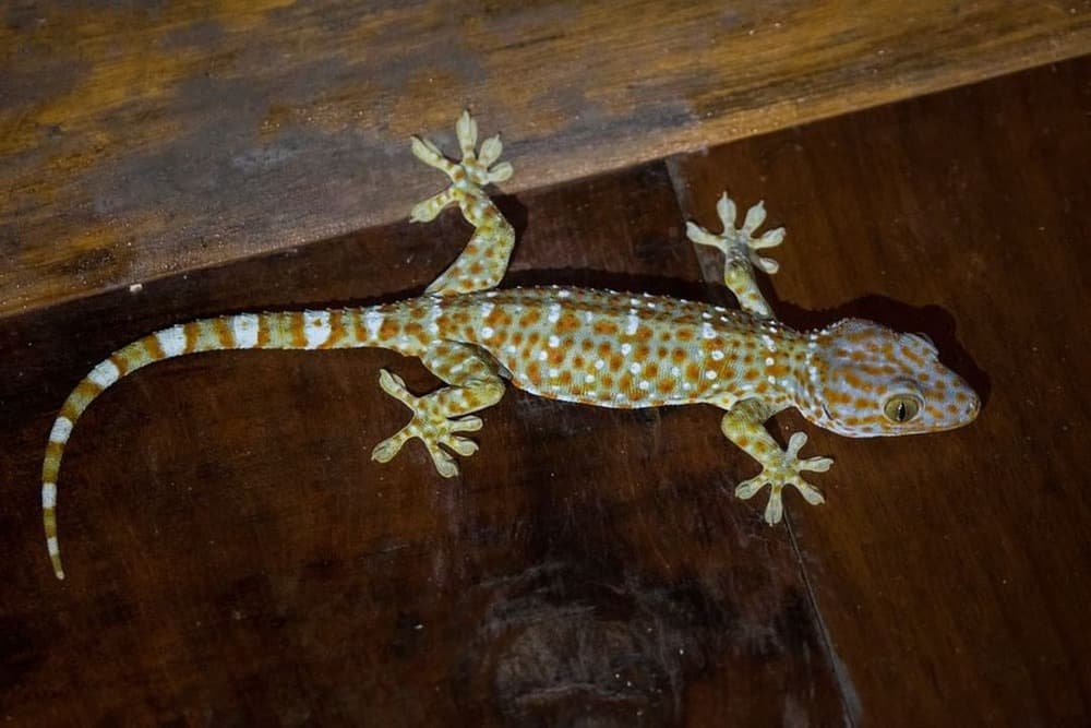 Giới thiệu về con tắc kè ngâm rượu