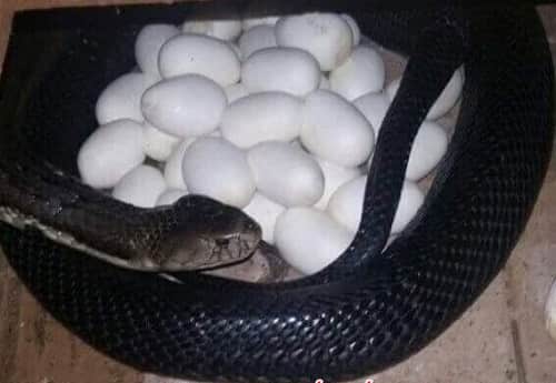 Rắn ráo đen tươi sống - 700k/kg