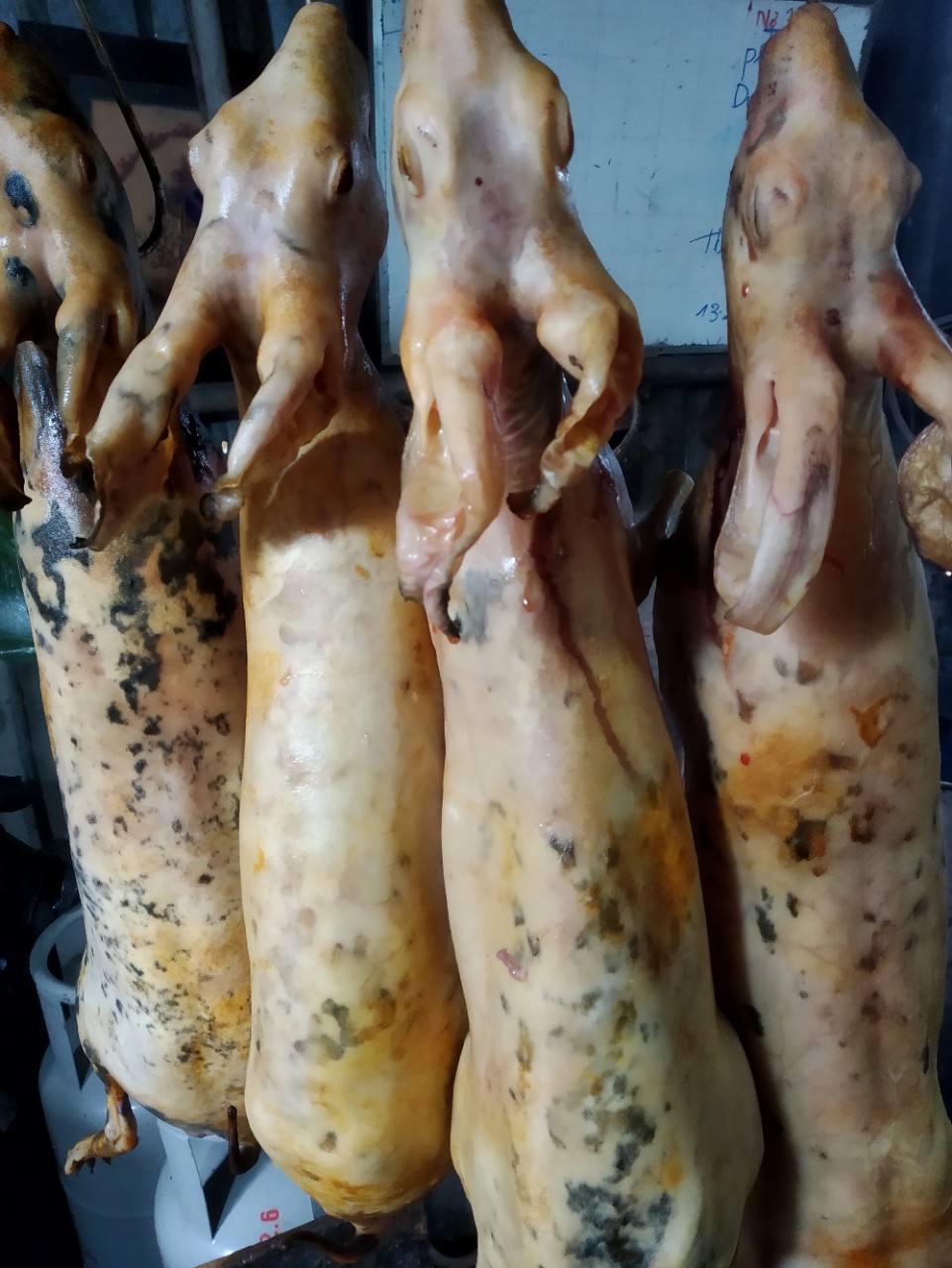 Địa chỉ bán thỏ làm thịt hỗ trợ thui sẵn- 280k/kg