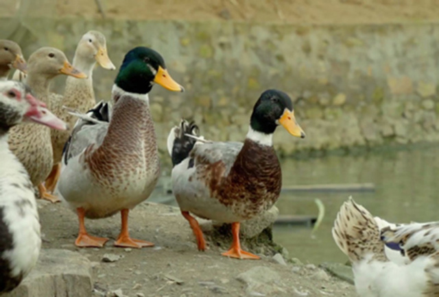 Vịt bầu quê thả rông - 120k/kg