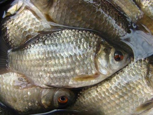 Vì sao nên ăn cá diếc kho?