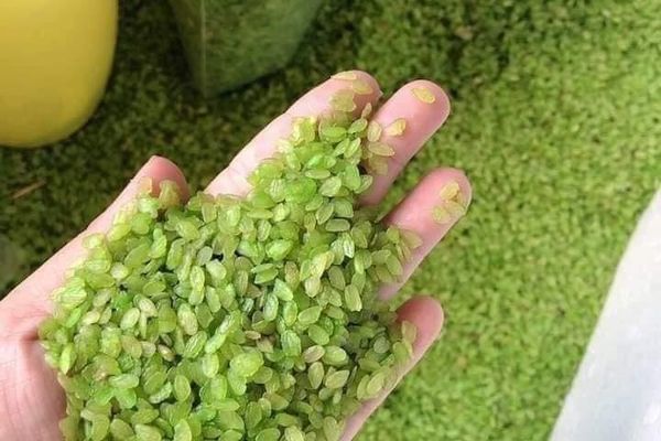 Cốm khô non là cốm gì?