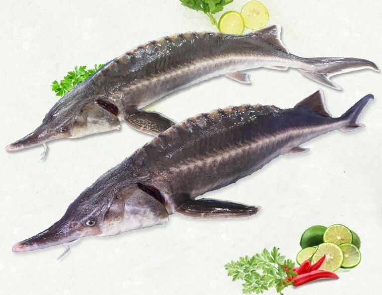 Đôi điều về cá tầm