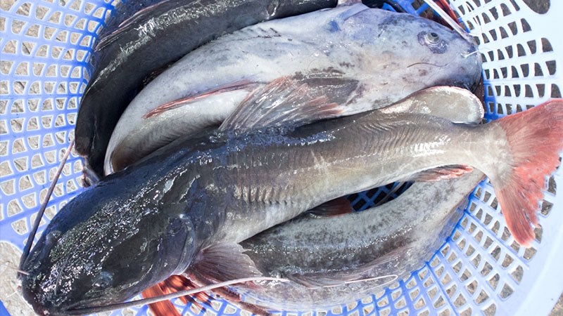 Cách làm Ruốc cá lăng tại nhà