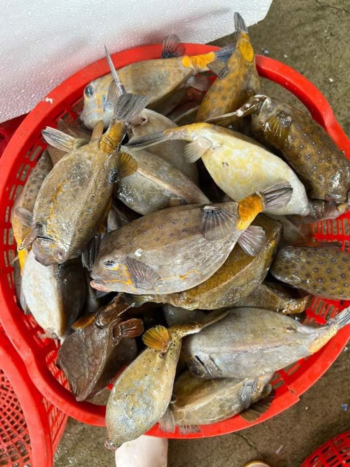 Giới thiệu về cá bò hòm 