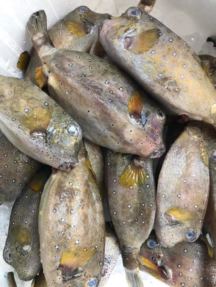 Dinh dưỡng trong cá bò hòm