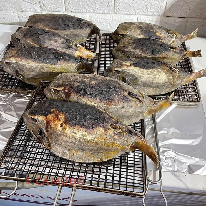 Địa chỉ mua cá bò hòm giá tốt tại Hà Nội