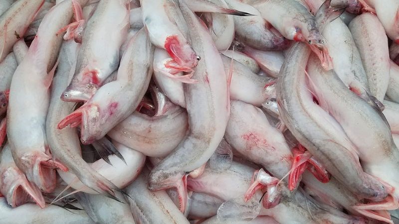 Cá khoai tươi sạch đặc sản - 260k/kg