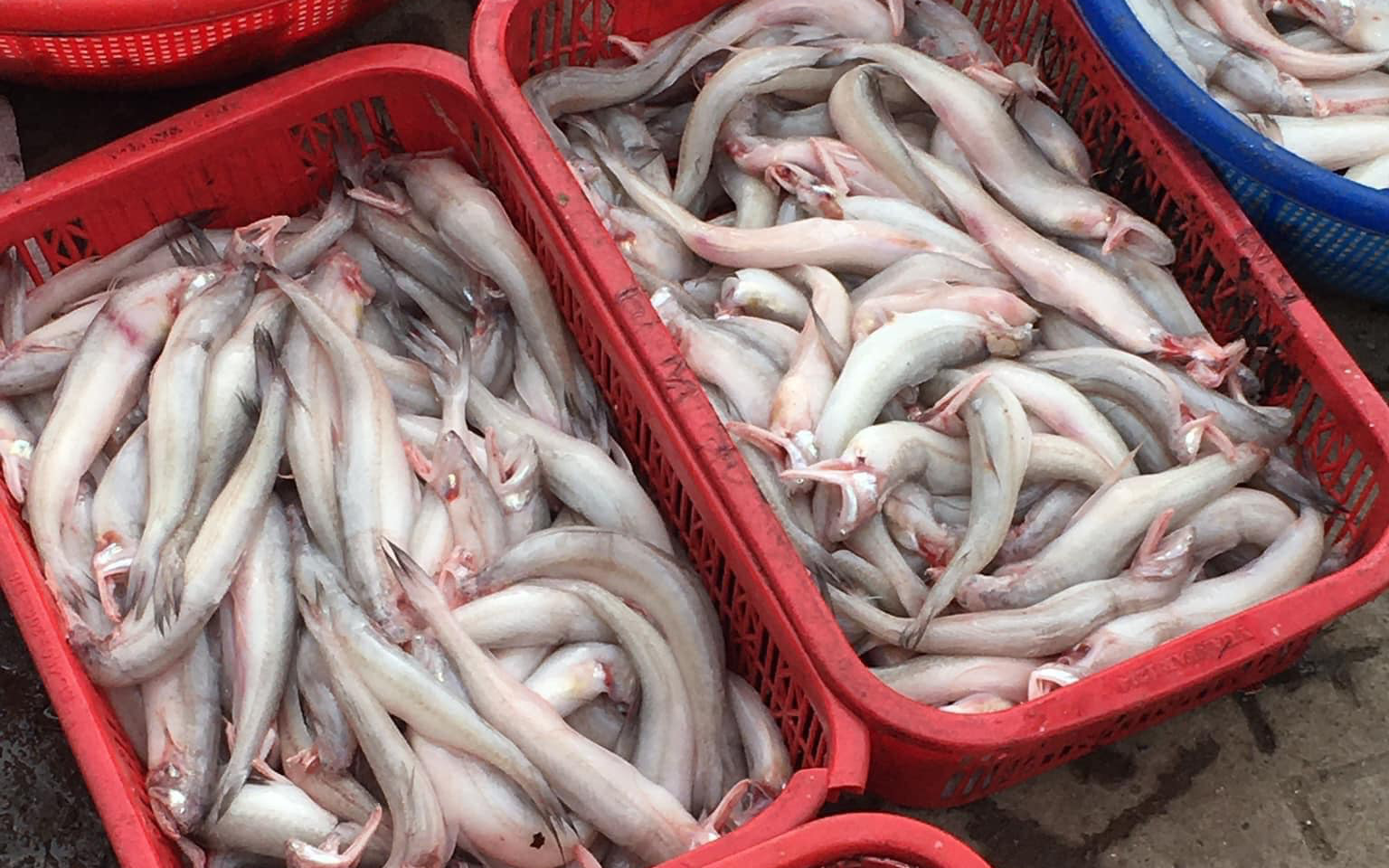 Địa chỉ mua cá khoai tươi sạch đặc sản