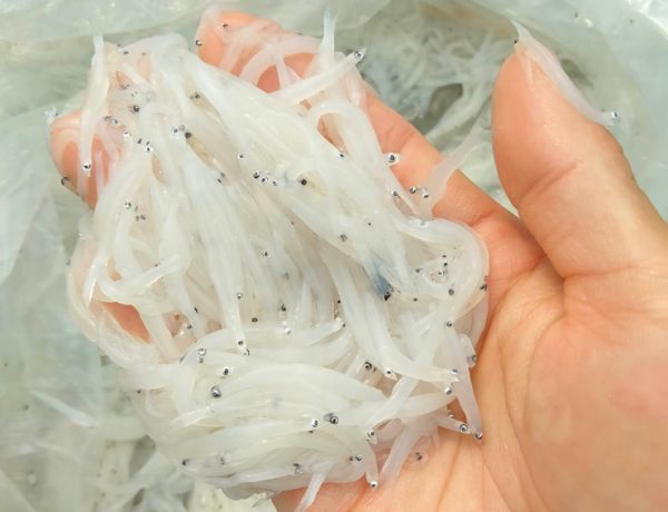 Cá ngần sông Đà 