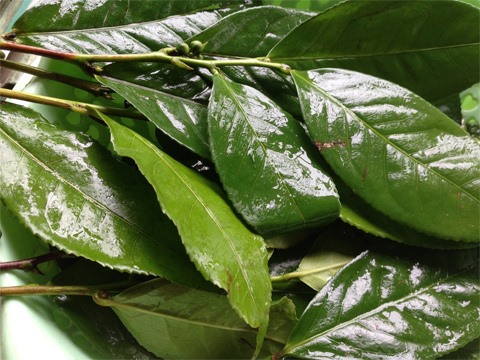 Lá chè tươi xanh sạch - 60k/kg