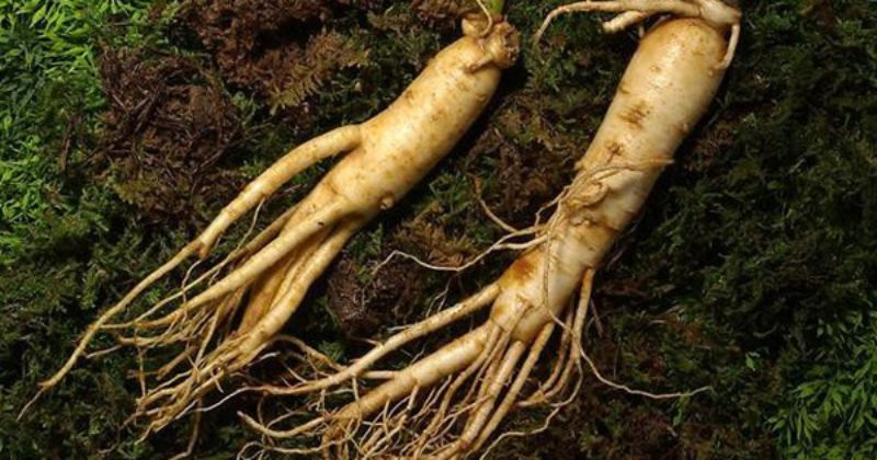 Rễ sâm Trường Bạch khô 3