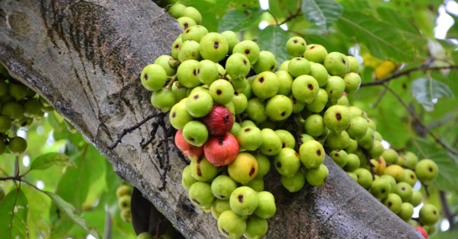 Lợi ích của quả sung 