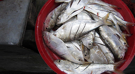 cá mòi sông hồng làm sạch sẵn