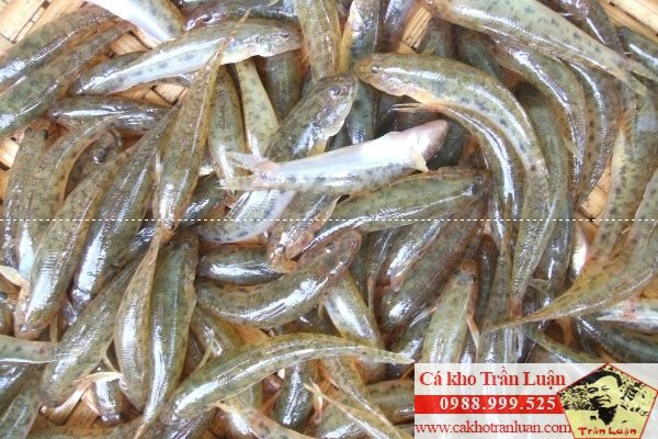 cá bống sông hồng