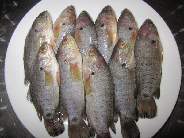 Cách rút xương cá rô đồng