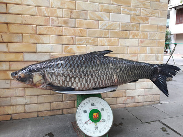 Cá trắm đen
