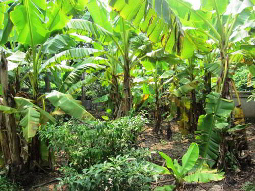 nghe trong trot o lang vu dai